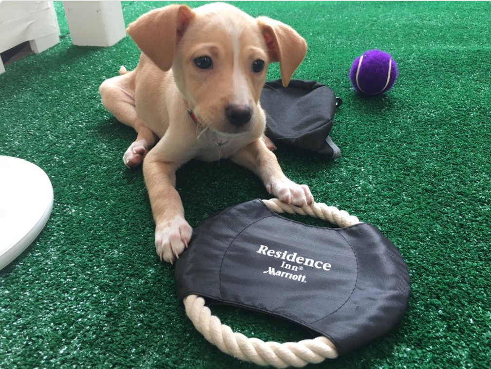 MommyMafia's tweet photo. Are you an animal lover? Join @ResidenceInn #MiamiBeach #Surfside for the #RIDogDaysofSummer pet adoption event Tues 8/29 12-2pm https://t.co/R0c0VEPhEG