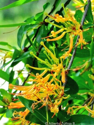 chilean_plants's tweet photo. ➖#Embothrium coccineum➖
"Notro", "chilean firebush". Non typical colors. #floradeChile Maule to Magallanes. https://t.co/O9mah88DYL