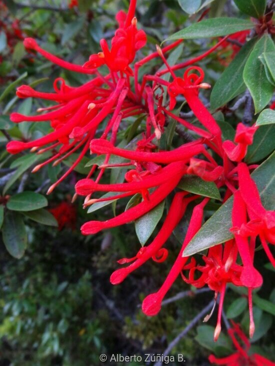 chilean_plants's tweet photo. ➖#Embothrium coccineum➖
"Notro", "chilean firebush". Non typical colors. #floradeChile Maule to Magallanes. https://t.co/O9mah88DYL