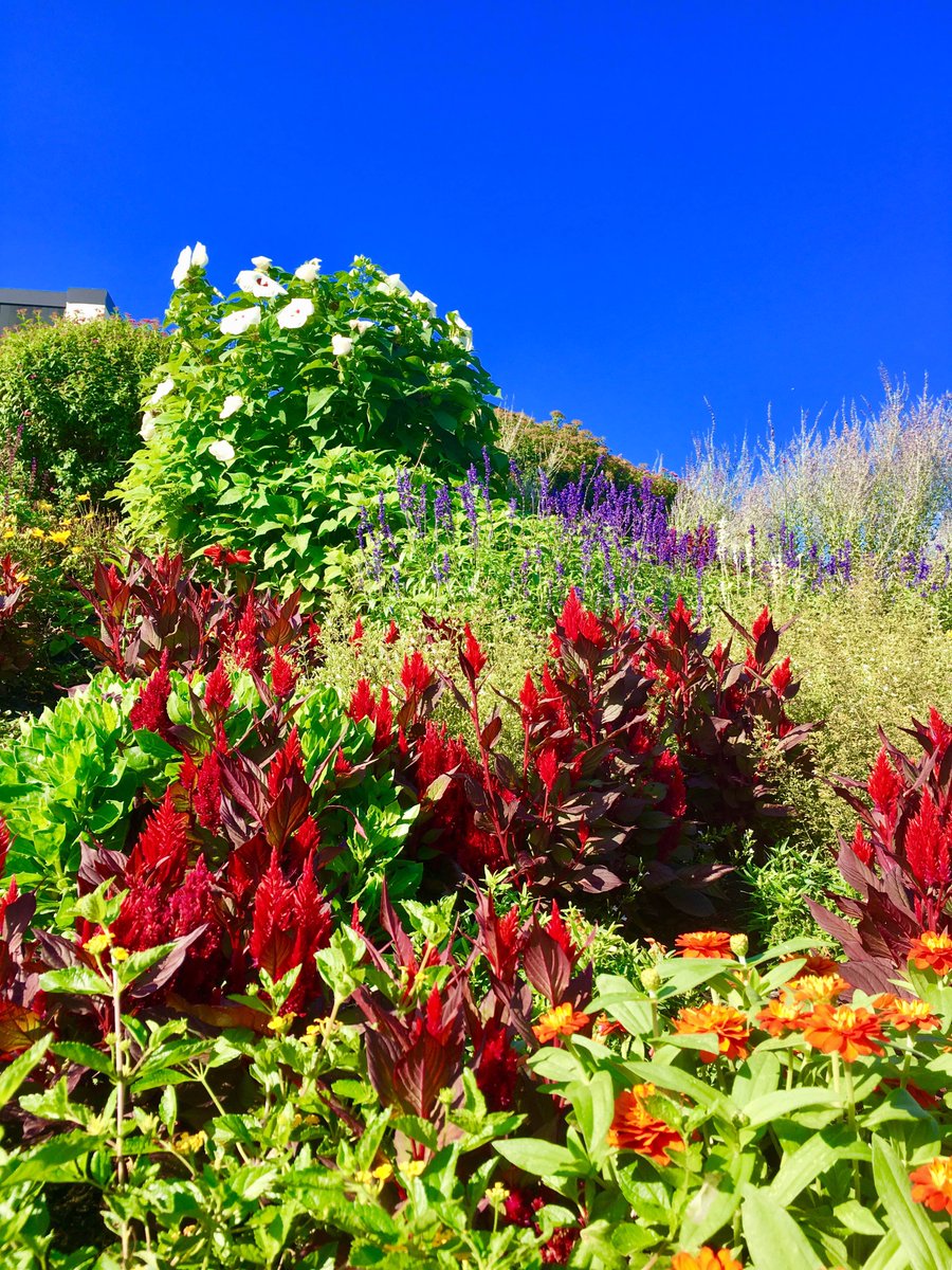 FertNdirtJack's tweet photo. Thank you @jumpingbrookcc &amp; @tomhigginsturf course and clubhouse are beautiful #freshholes #healinaweek #scarletbegonias (~);-} https://t.co/KOyiAim81E
