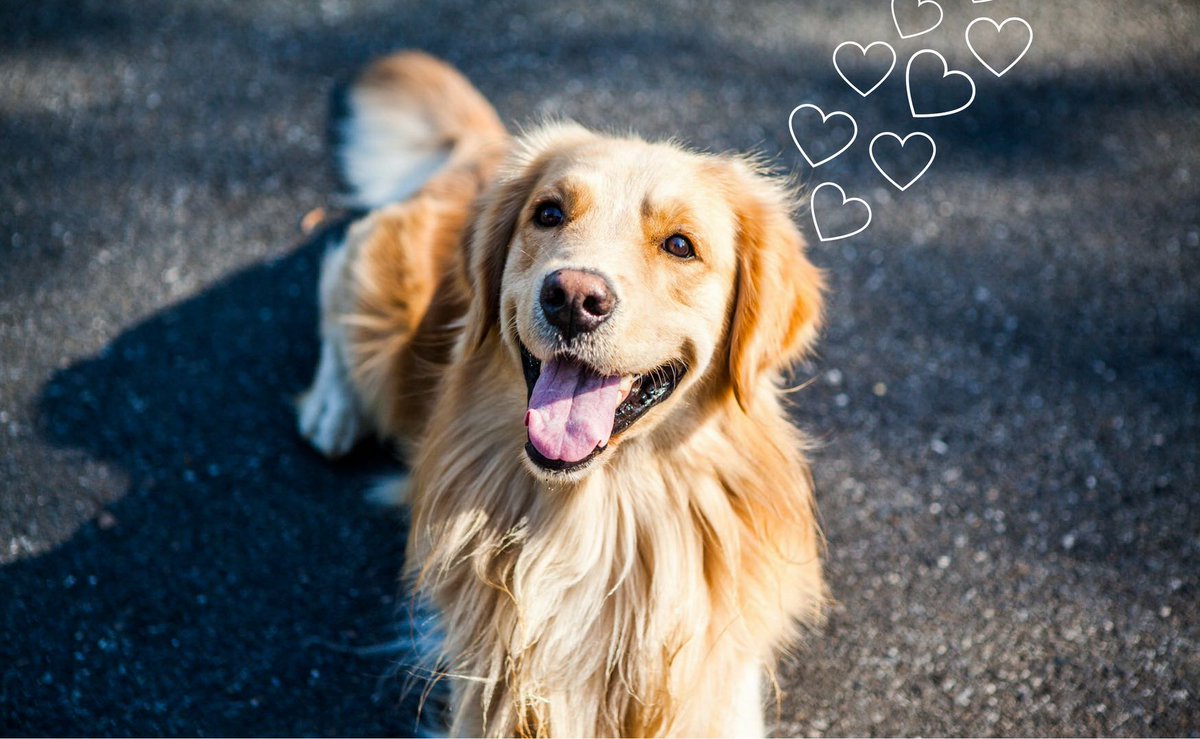 FMPetFoods's tweet photo. Woof woof! Happy National Dog day! https://t.co/lQGJ4YgrOY