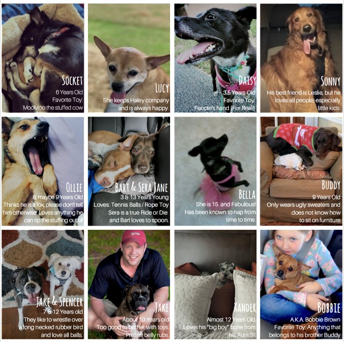 TalkingTitle's tweet photo. Tomorrow is #NATIONALDOGDAY, a day that celebrates all dogs, mixed breed and pure. Please meet the dogs of #LawyersTitleLPA. https://t.co/RZQD8s2dJI