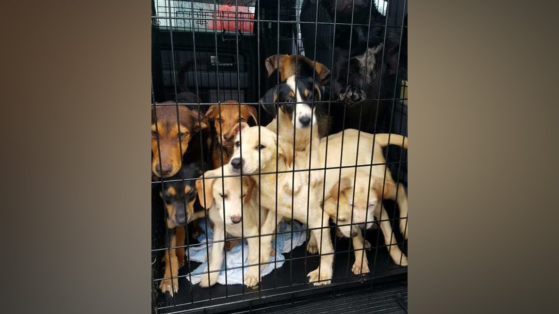 .<a href="/austinpetsalive/">Austin Pets Alive!</a> asking for help as they take in hundreds of animals from #Harvey2017: kvue.tv/2xx2sDq #KVUEHarvey