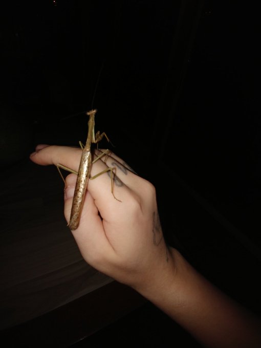 A friend I made last night https://t.co/ptJ3LsagiA