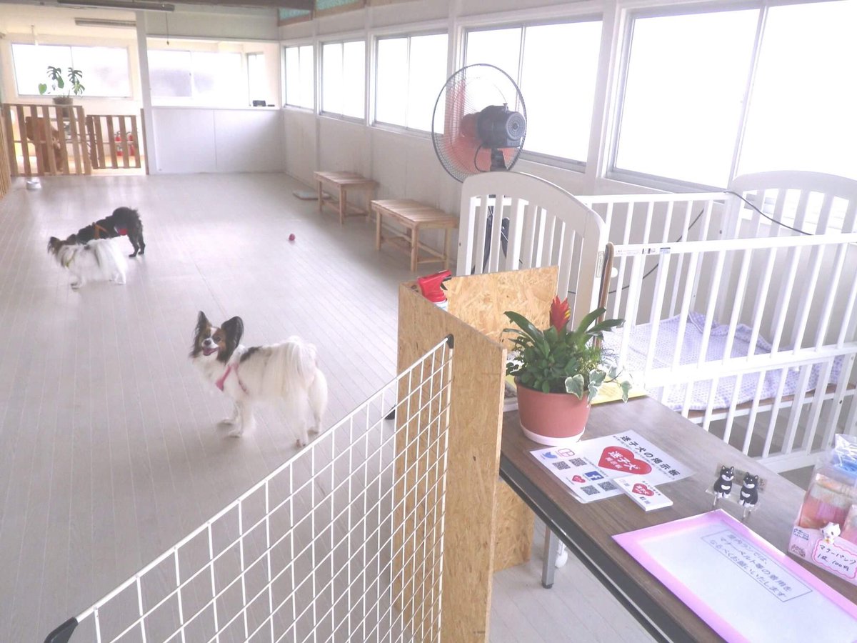 迷子犬の掲示板 広報部 Mgd 名刺設置協力施設 広い屋内ドッグランは嬉しいですね 迷子犬の掲示板 Maigo Dog ドッグラン 屋内ドッグラン 神奈川 ペット ワンコとお出かけ T Co Ubjkbuhnyb T Co Nw5iwvhwcu