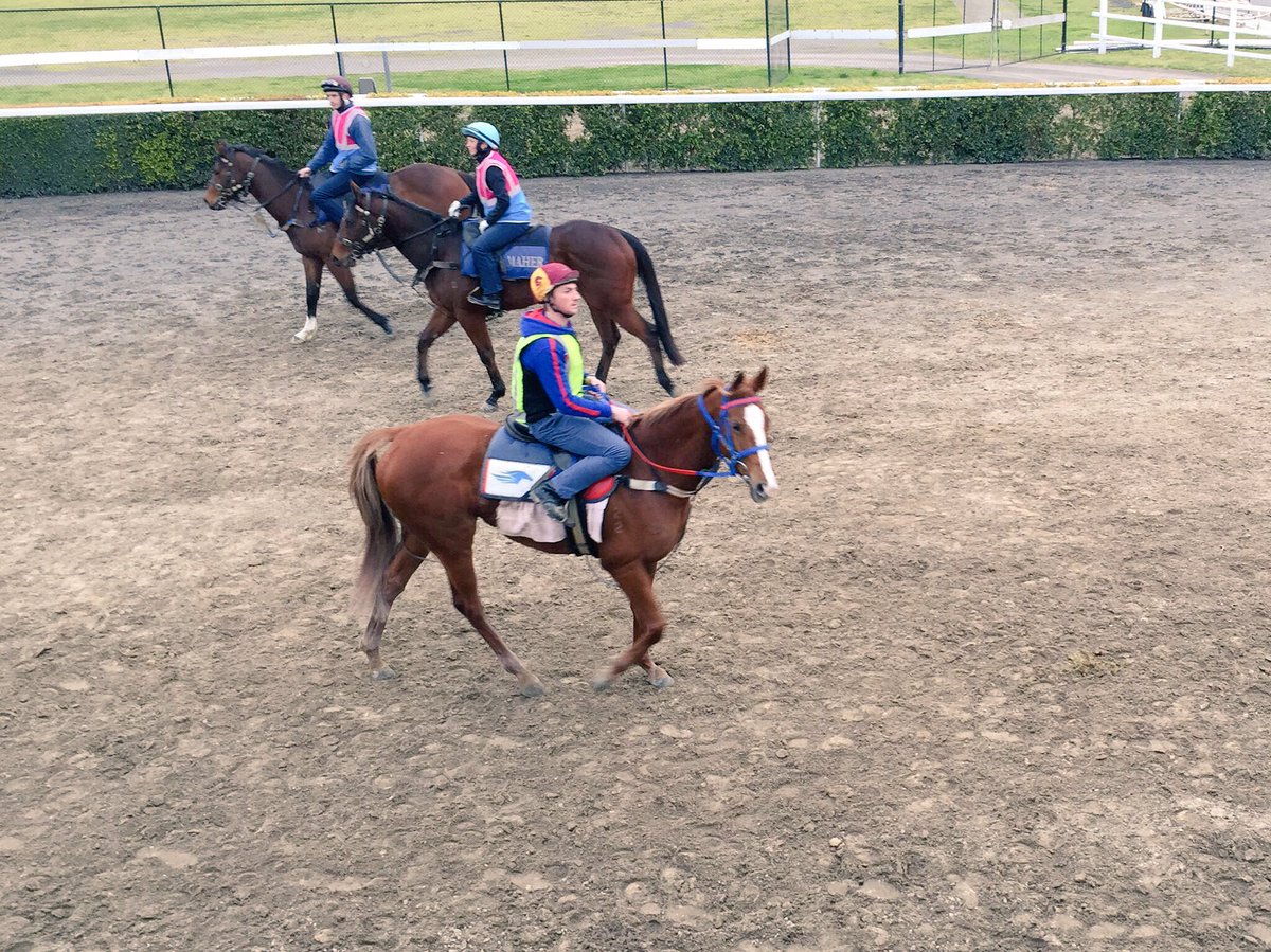 ShonaDrechsler's tweet photo. Single Gaze post trackwork this morning at @Caulfield #earsforward #redhead #springisintheair 💐😍🐴 https://t.co/0qUwo6nqLE