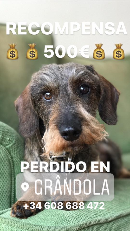 andreadasilva's tweet photo. seguimos #buscandoacamilo, nuestro perro. Perdido en #Grândola el sábado pasado.¿Nos ayudas a compartir?
#caeperdido #portugal #perroperdido https://t.co/JatLsvqcGI