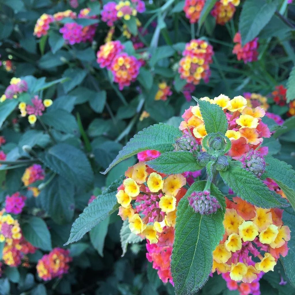 thesesimpledays's tweet photo. So glad it's the weekend! We need some nature in our lives and spied these beauties. Just the right natural pick m… https://t.co/YekFMoj30Y https://t.co/NvXeAM9cOi