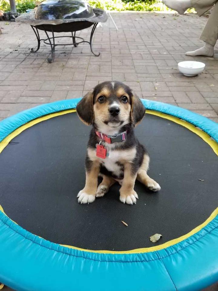 RESCUEDOhio tweet media