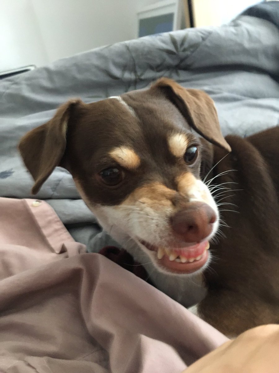 luuucysummer's tweet photo. HAPPY 1 YR ADOPTAVERSARY TO MY RICK -- meerkat, deer, bat cat dog out of a Dr Seuss book ❤️❤️❤️❤️❤️❤️❤️❤️❤️ #AdoptDontShop #rickpic https://t.co/8VKAUcGPsa