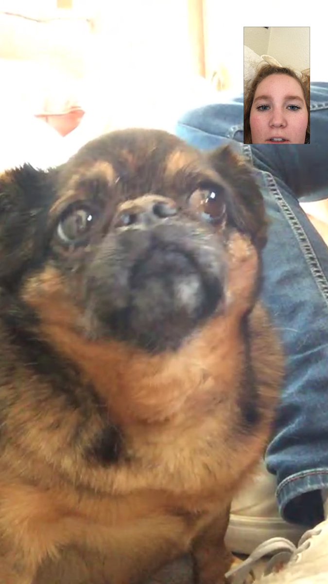 miafurman's tweet photo. She just wanted to check up on me and see how college life was treating me and if there are any cute boy dogs https://t.co/964VXKheuz
