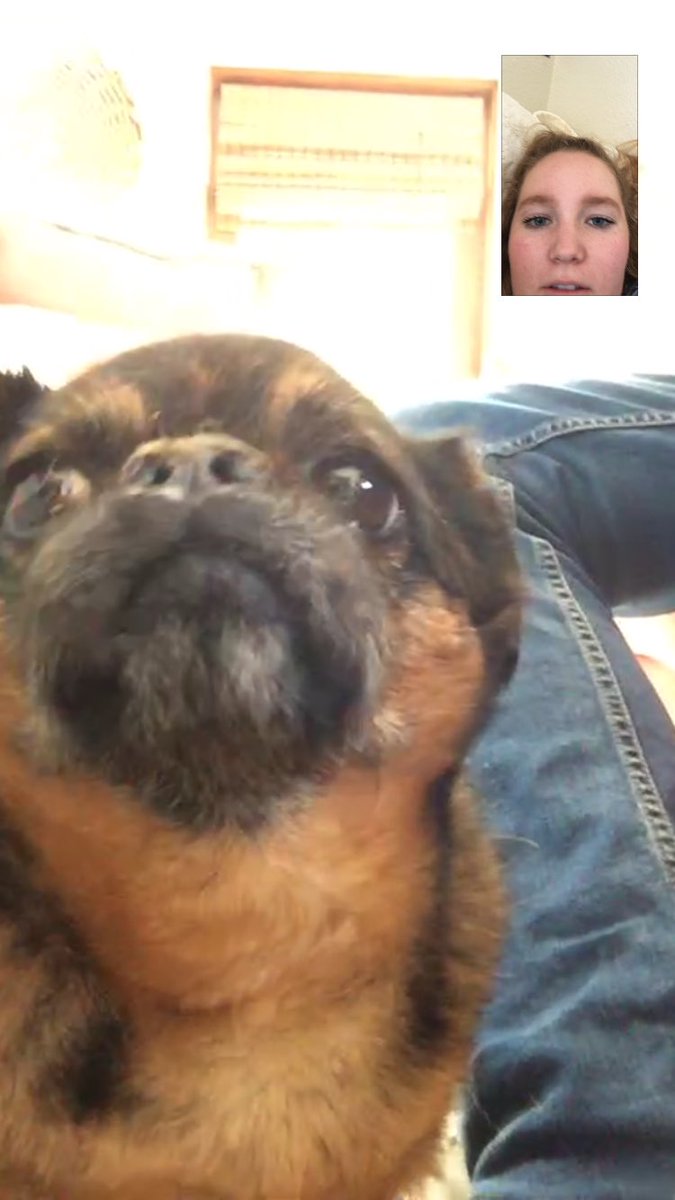 miafurman's tweet photo. She just wanted to check up on me and see how college life was treating me and if there are any cute boy dogs https://t.co/964VXKheuz