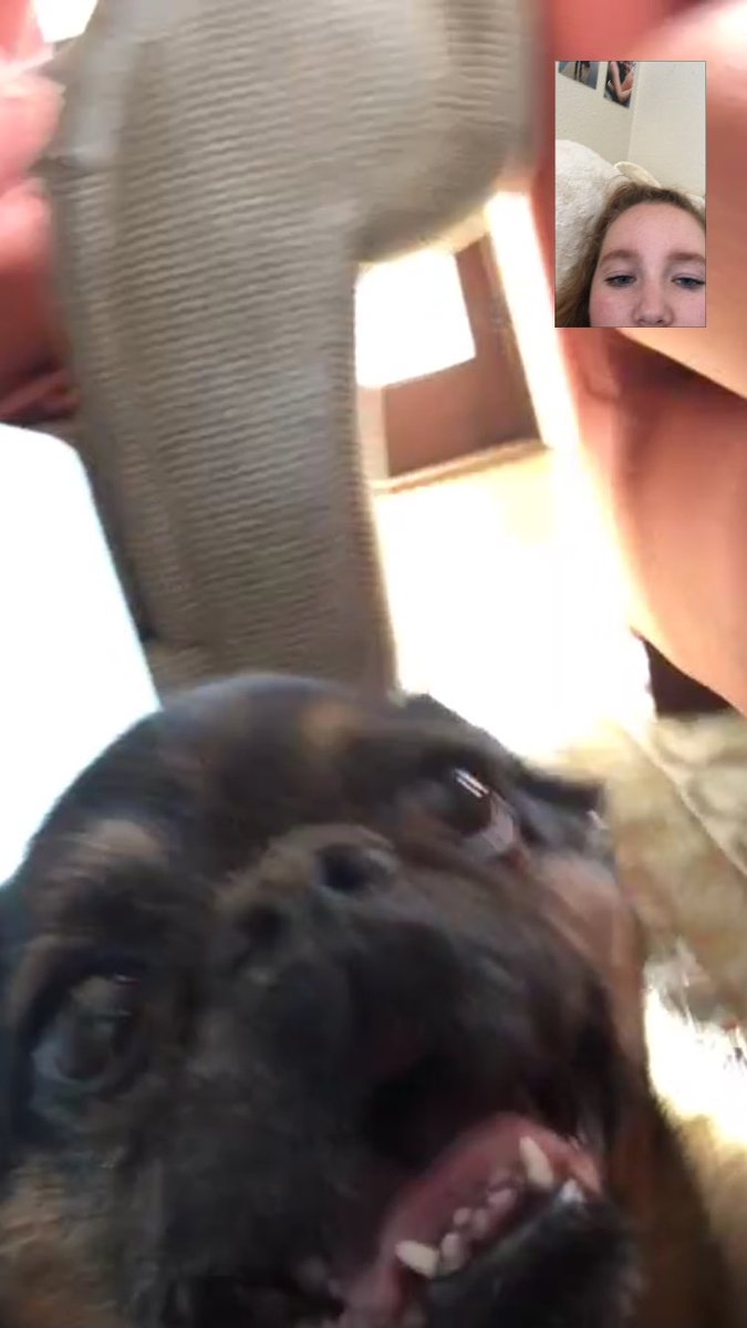 miafurman's tweet photo. She just wanted to check up on me and see how college life was treating me and if there are any cute boy dogs https://t.co/964VXKheuz
