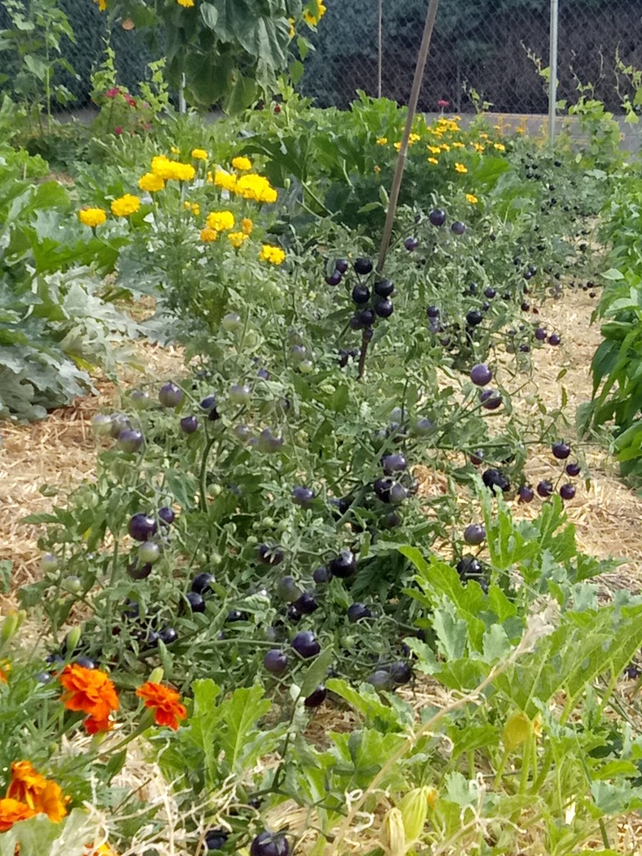 CPBSANTAANA's tweet photo. ¡ Ya casi de vuelta! Los primeros tomatitos #desayunosaludable #huertosantaana https://t.co/BNseTcfl7Z