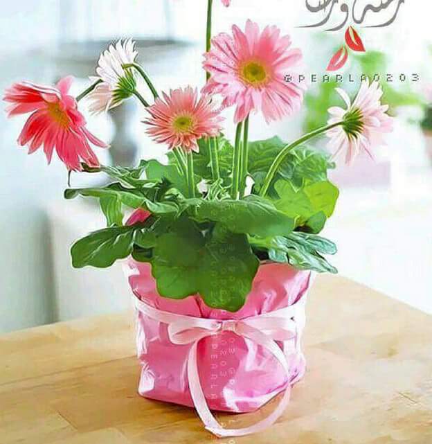 #أقوى جيش ستواجهه في حياتك هو جيش الأفكار التي تدور في عقلك فهذا الجيش قادر على تحطيمك أو نصرتك

#فكن قائداً لجيش أفكارك ولا تكن تابعاً لها