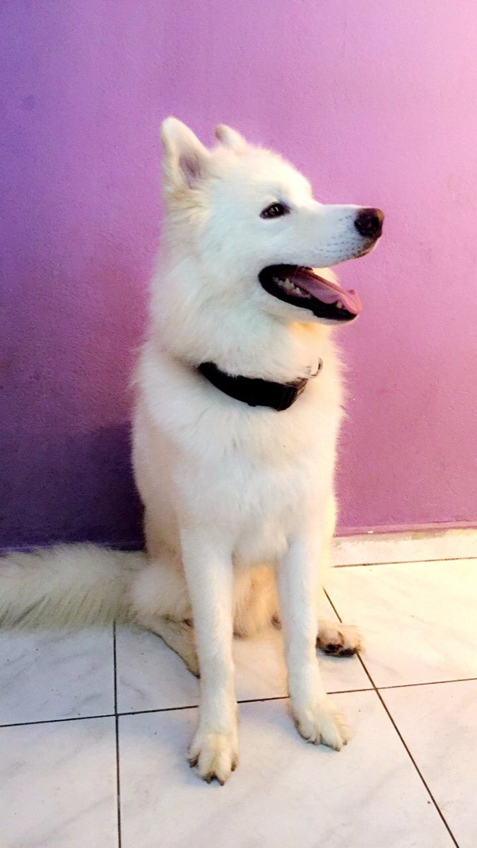 aydee666's tweet photo. #MiddleEasternBreakTheInternet Snow wants to participate https://t.co/GkonuZw5bM