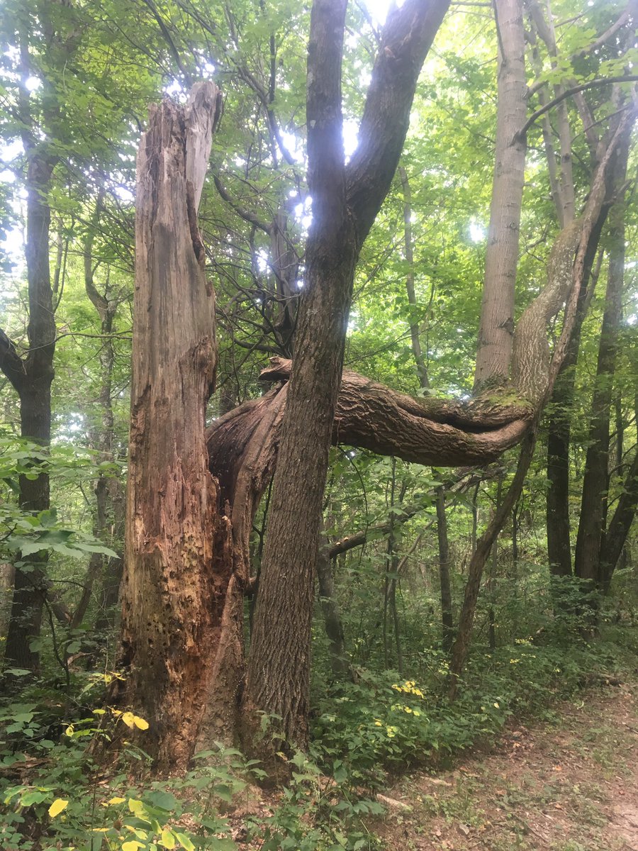tneventing's tweet photo. #NP101 #FindYourPark #ShenandoahNationalPark https://t.co/emFtFRqVdL