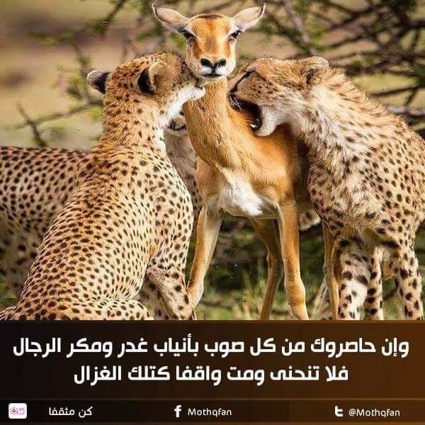 khsjkh1970's tweet photo. الحر لا ينكس راسه حتى وان حاصرته الذئاب ويب شامخ حتى يموت https://t.co/TG9KlQObUy