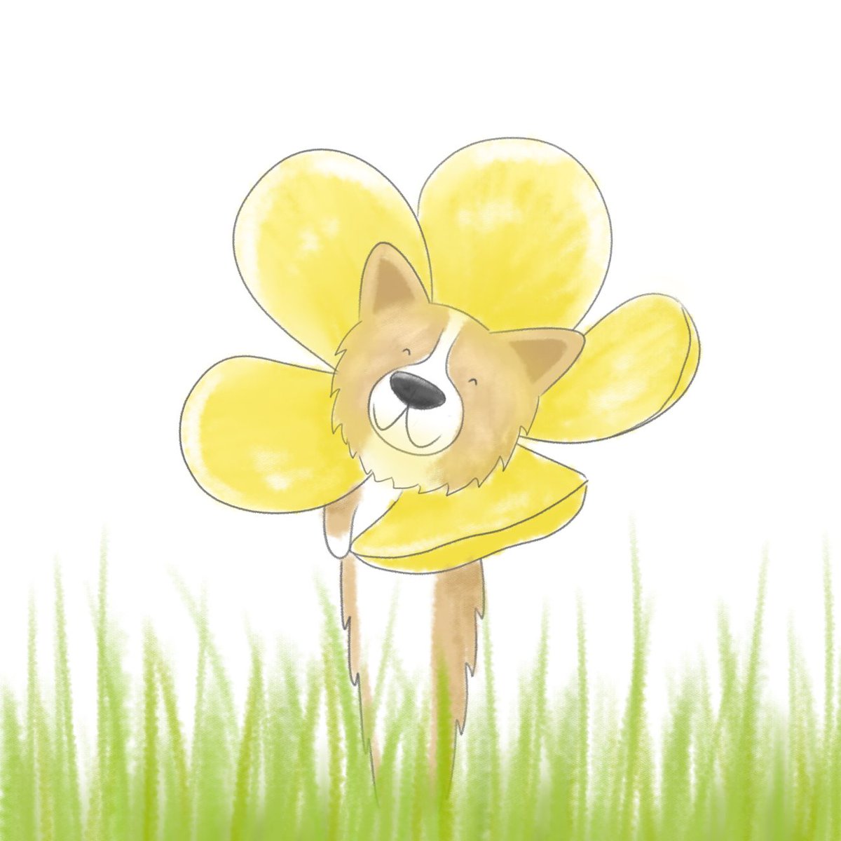 TessaCheung1's tweet photo. A super quick #buttercup #colour_collective tonight - the lesser known buttercorg. https://t.co/9YTtiXQuDZ
