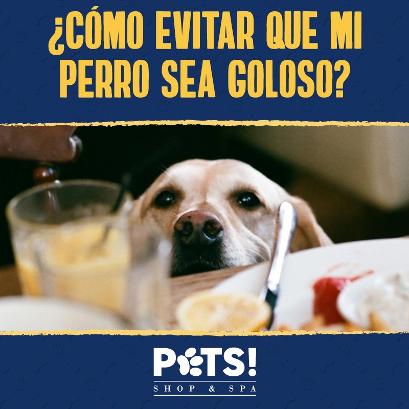 PetsShopandSpa's tweet photo. #DatoPets:
Establece una rutina diaria de comida
Si insiste en probar tu comida dile NO e ignóralo
Establece una recompensa, por cada logro https://t.co/BjiViQuNYk