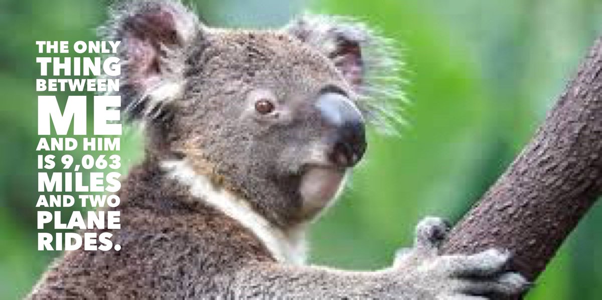 geniusrn's tweet photo. Yup, this is happening. The Teaching Course! #ttcdownunder #meded #koala https://t.co/fXn245OGyO