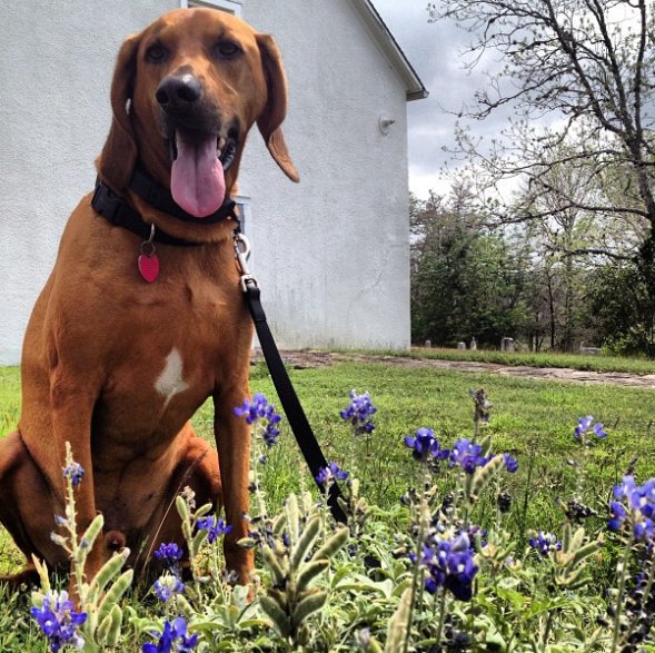 Pups plus #Texas wildflowers equals a photo-op must! bit.ly/2uVs2S5