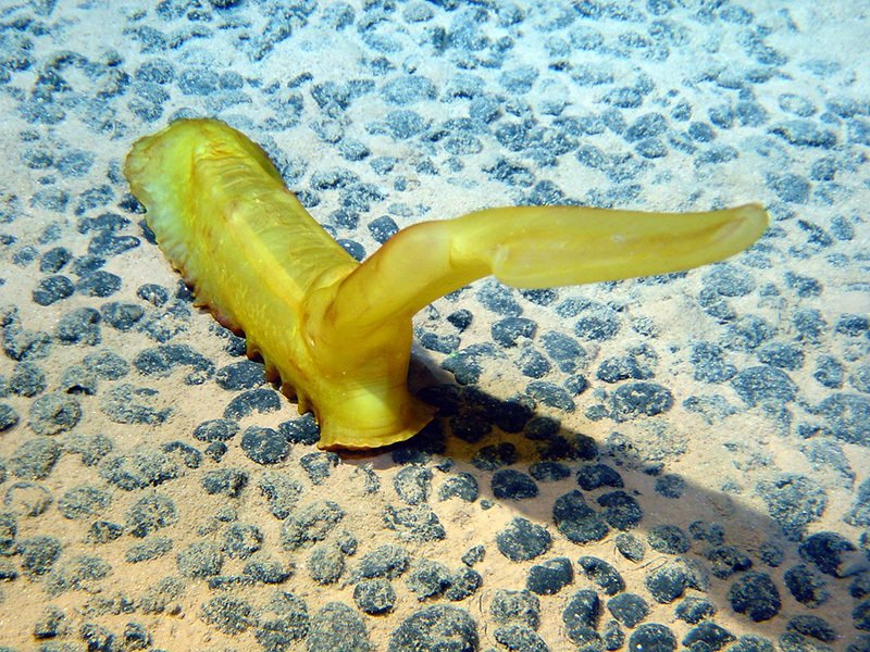 mongabay's tweet image. ‘Science needs to catch up’: Deep sea mining looms over unstudied ecosystems: ow.ly/quWE30eFSEy