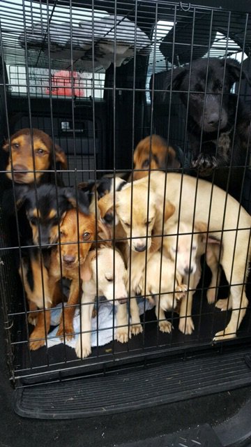 We have some updated needs as #HurricaneHarvey gets closer. Find them on our website here: austinpetsalive.org/hurricane-harv…