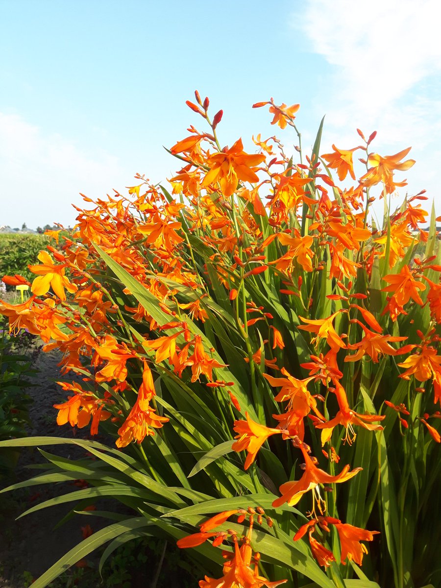 bengee833's tweet photo. The best Crocosmia available... 'Star of the East' - looking incred #gardenchat #shoutyhalfhour #summer #plants #Flowers https://t.co/YRiWouytoX