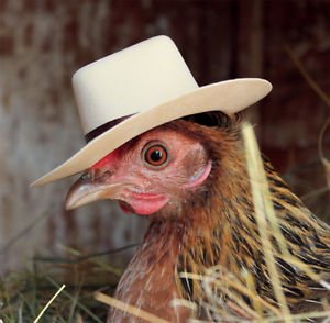 HaughtOnMars's tweet image. In #AlphaBase we love chicks!