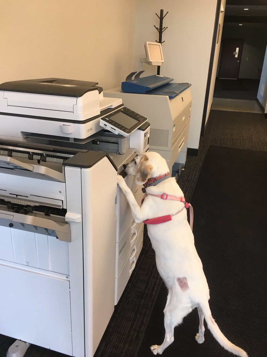 BisonElectric's tweet photo. What a helper! She copies, she faxes. #BisonBeagle #Helper #FridaysAreForDogs https://t.co/emHnnpgYmq