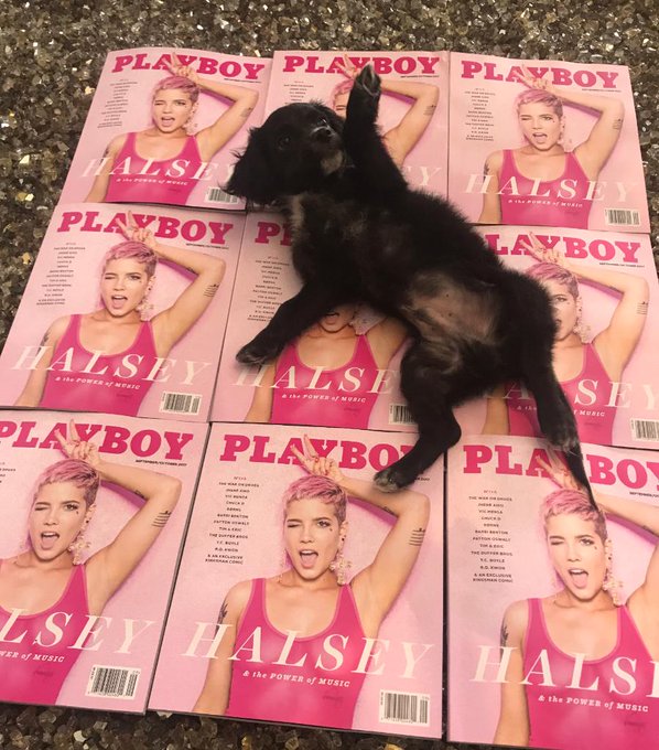Our guest editor, Bentley, mimics @halsey's cover pose for #NationalDogDay https://t.co/4pqrUgG5xe