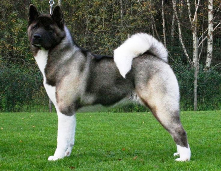 Dougie_Bear_'s tweet photo. A- Akita https://t.co/pkkJfrB3Ut