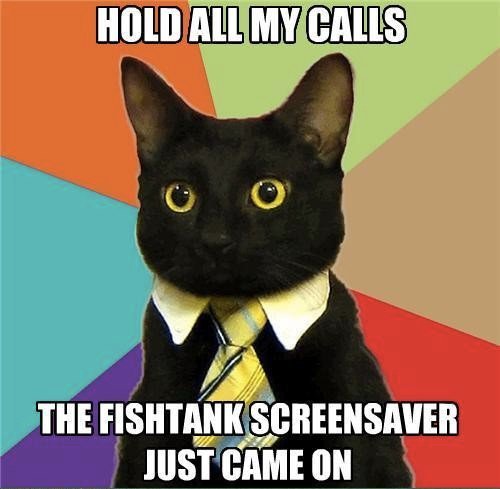 Bronte Village Vet tweet media