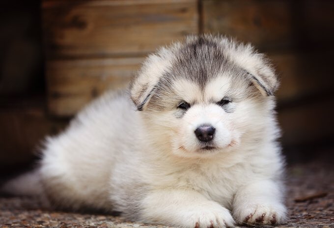 Dougie_Bear_'s tweet photo. A- Alaskan Malamute https://t.co/j3alICdMM8