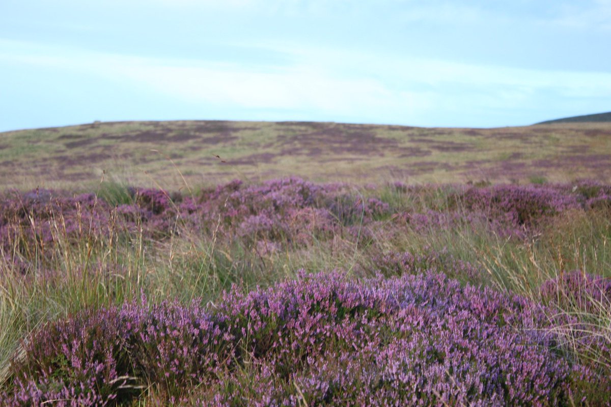WyvisBoutique's tweet photo. Beautiful #Scottish  Heather in full bloom on #Sheriffmuir  nr #Stirling #ScotSpirit #WildernessScotland #DestinationStirling https://t.co/gzKYvnwgFc