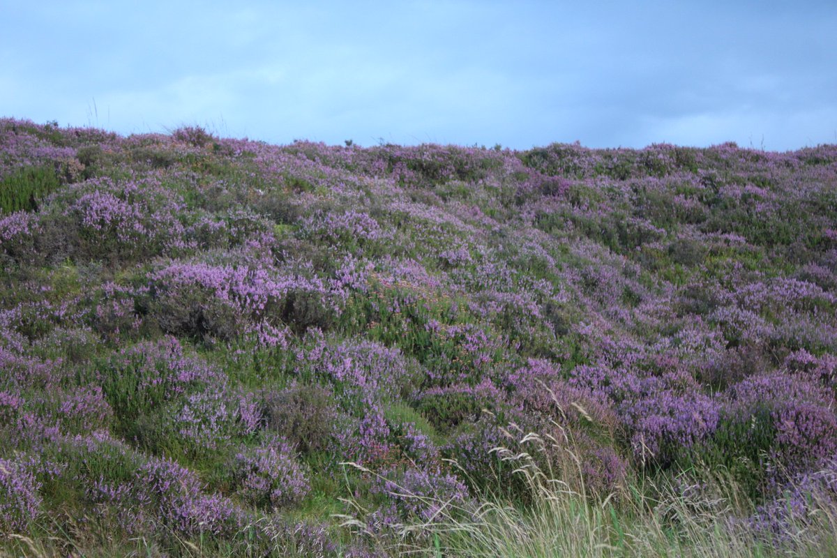 WyvisBoutique's tweet photo. Beautiful #Scottish  Heather in full bloom on #Sheriffmuir  nr #Stirling #ScotSpirit #WildernessScotland #DestinationStirling https://t.co/gzKYvnwgFc