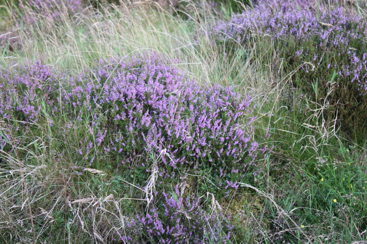 WyvisBoutique's tweet photo. Beautiful #Scottish  Heather in full bloom on #Sheriffmuir  nr #Stirling #ScotSpirit #WildernessScotland #DestinationStirling https://t.co/gzKYvnwgFc