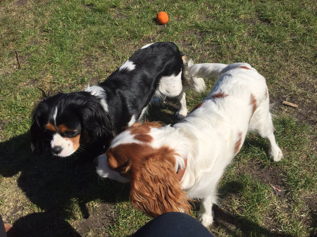 Addicknic's tweet photo. #NationalDogDay & here's my two babies @Royal_Greenwich #Park from a few weeks ago #BeThePersonYourDogThinksYouAre #LoveMyDogs #wiggletails https://t.co/7vl3T1ljlQ