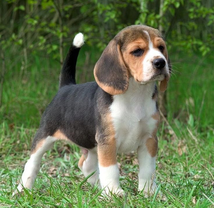 Dougie_Bear_'s tweet photo. A- American Foxhound https://t.co/WVCyRvE7a2