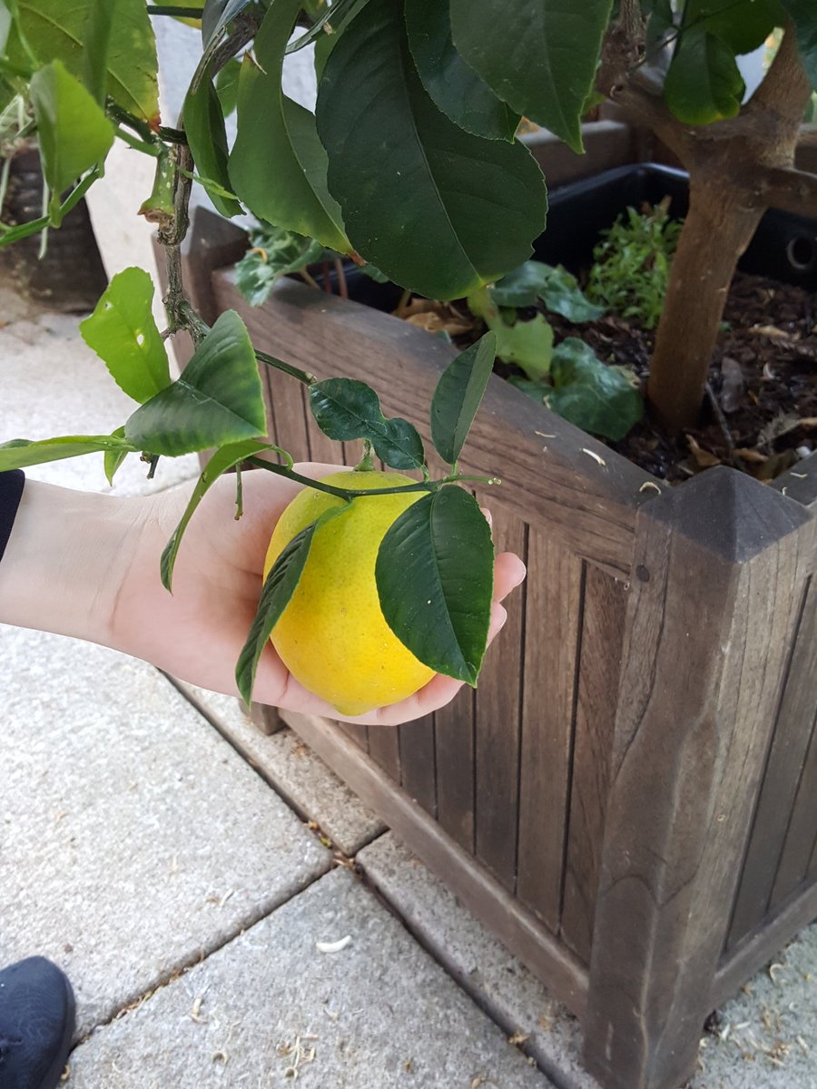 TedZhang__'s tweet photo. the perfect lemon.. https://t.co/xQEQSFeeHZ