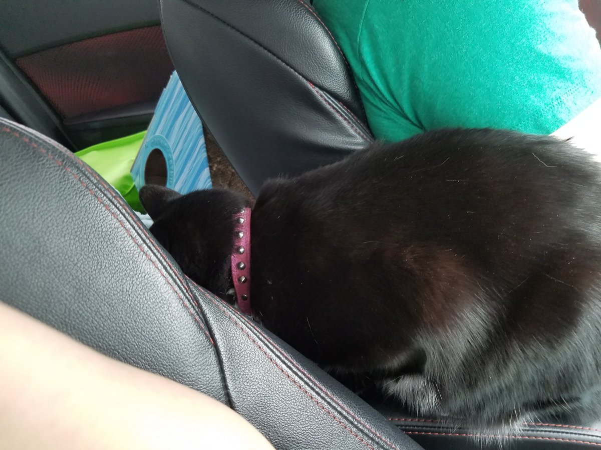 catsaysbye's tweet image. Staff stuck me in car &amp;amp; now I&apos;m captive at my aunt&apos;s house in Austin. Oh the humanity!! #pawful #HurricaneHarvey #travelingmeep
