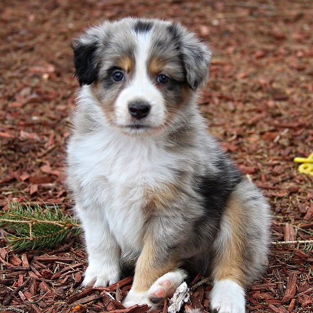 Dougie_Bear_'s tweet photo. A- Australian Shepherd https://t.co/j04OC96Psk