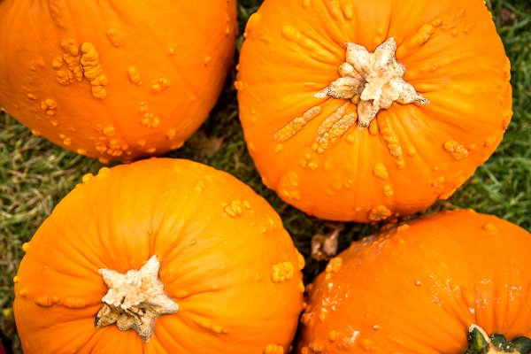 explorelacrosse's tweet photo. Celebrate the changing of the seasons at the Sparta Area Fall Fest! https://t.co/A9CZNZWicr #spartawi #festivals #fall #fun https://t.co/CLb1qw5QZk