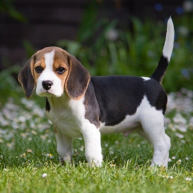 Dougie_Bear_'s tweet photo. B- Beagle https://t.co/oSVBVYdJ1u