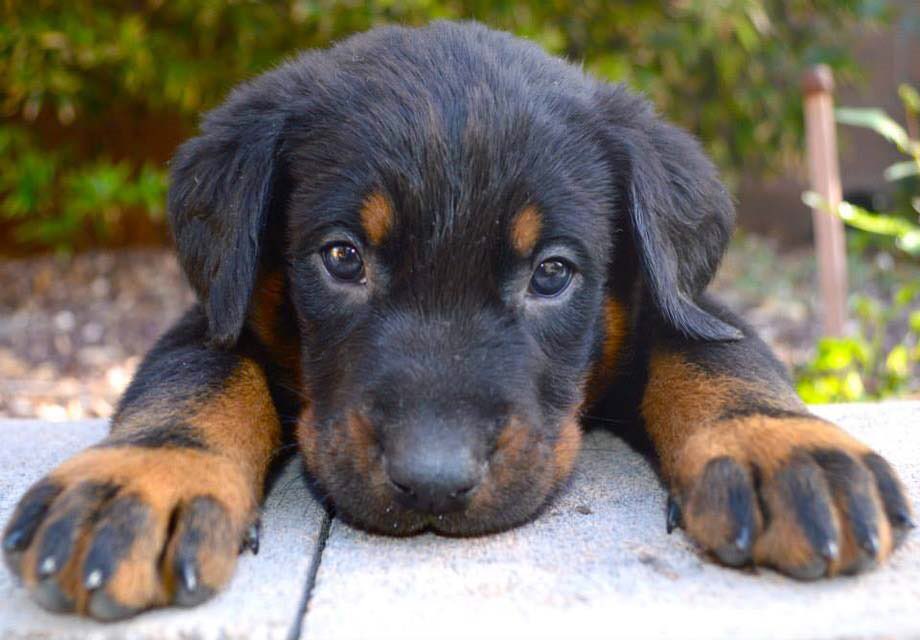 Dougie_Bear_'s tweet photo. B- Beauceron https://t.co/xOYSvql8vS