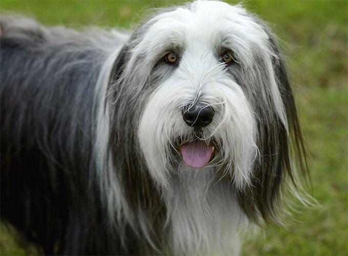 Dougie_Bear_'s tweet photo. B- Bearded Collie https://t.co/hKlB0M6cOt