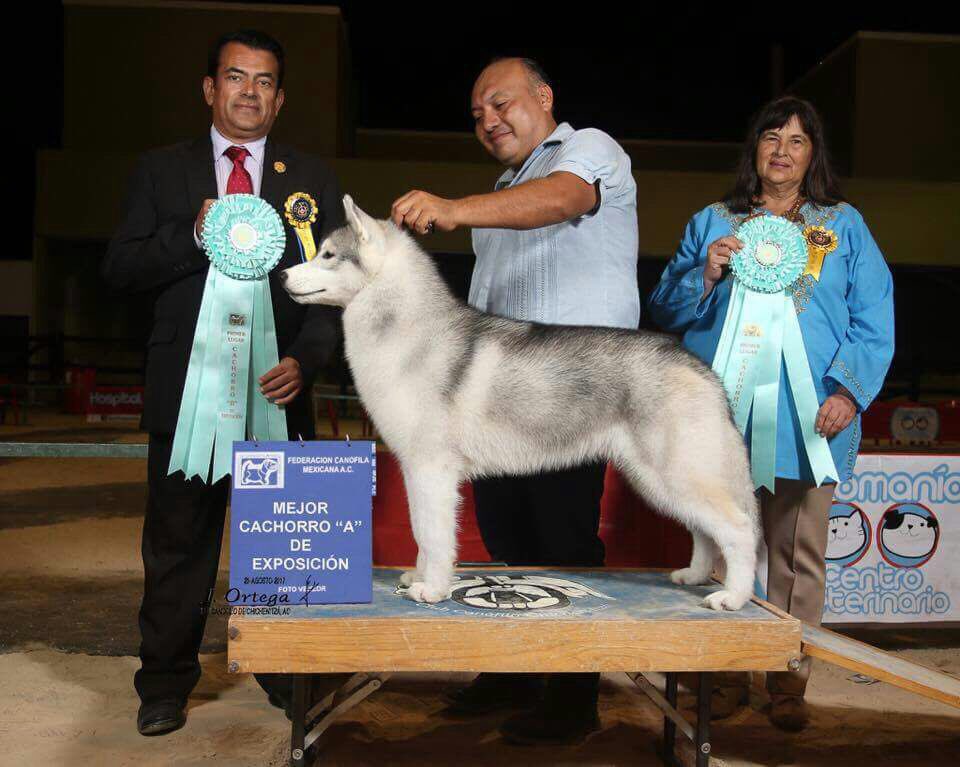 Snowfall_Kennel's tweet photo. Koba's Snowfall's Desire To Lead aka Hunter ganando 1 er lugar cachorro B de Exposición los 2 primeros días! https://t.co/iJdPFh0OZ5