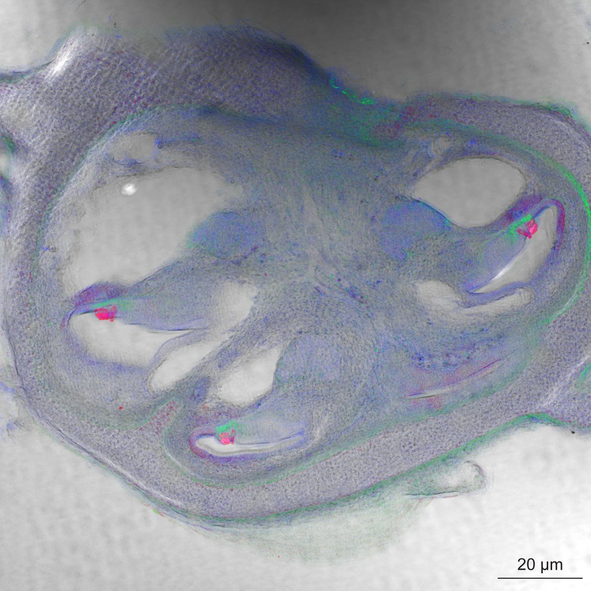 m_scheibinger's tweet photo. @MBLScience @zeiss_micro @EarBiology
Embryonic mouse cochlea. https://t.co/tdWEZpHr7m