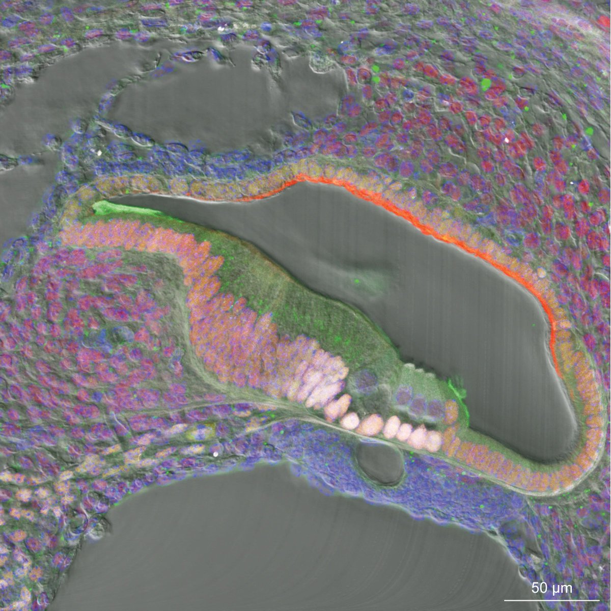 m_scheibinger's tweet photo. @MBLScience @zeiss_micro @EarBiology
Embryonic mouse cochlea. https://t.co/tdWEZpHr7m
